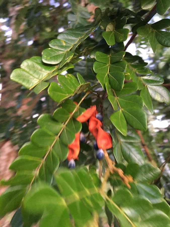 Pararchidendron pruinosum leaf