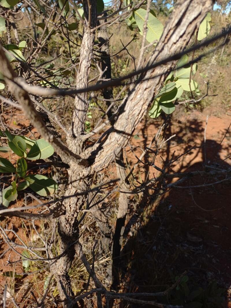 Croton antisyphiliticus bark