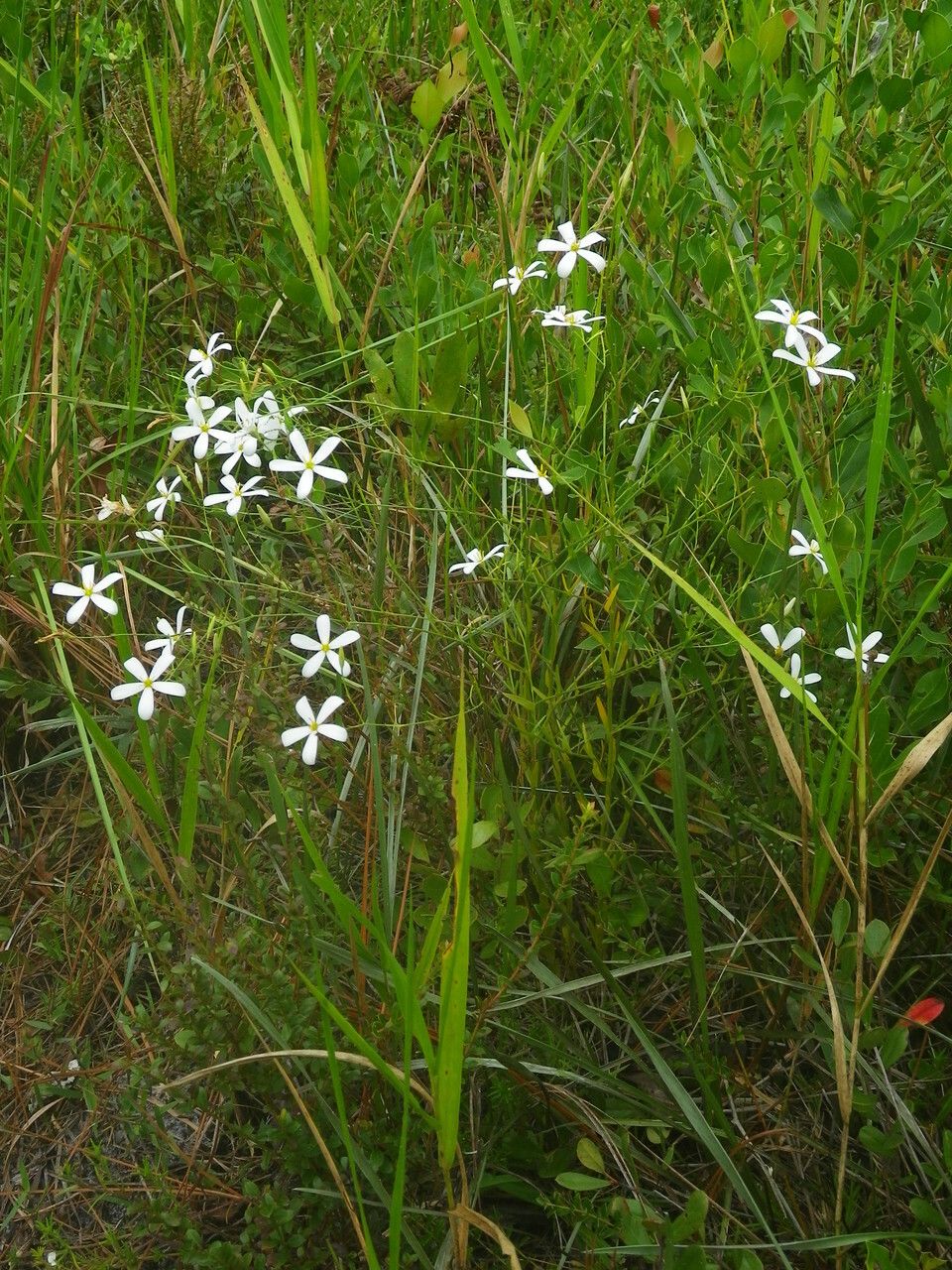 Sabatia brevifolia habit
