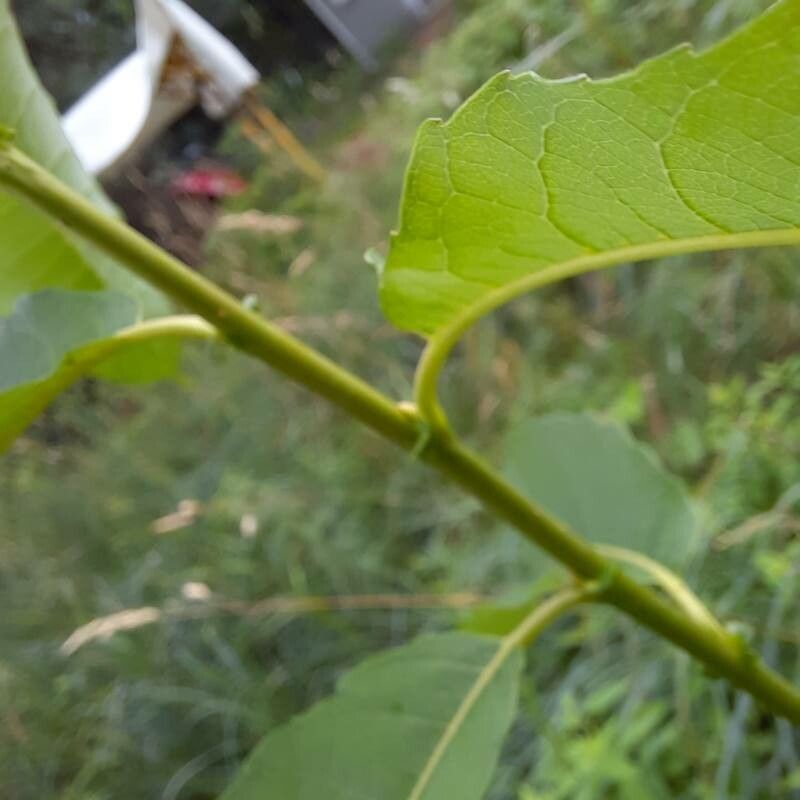 Salix eriocephala bark