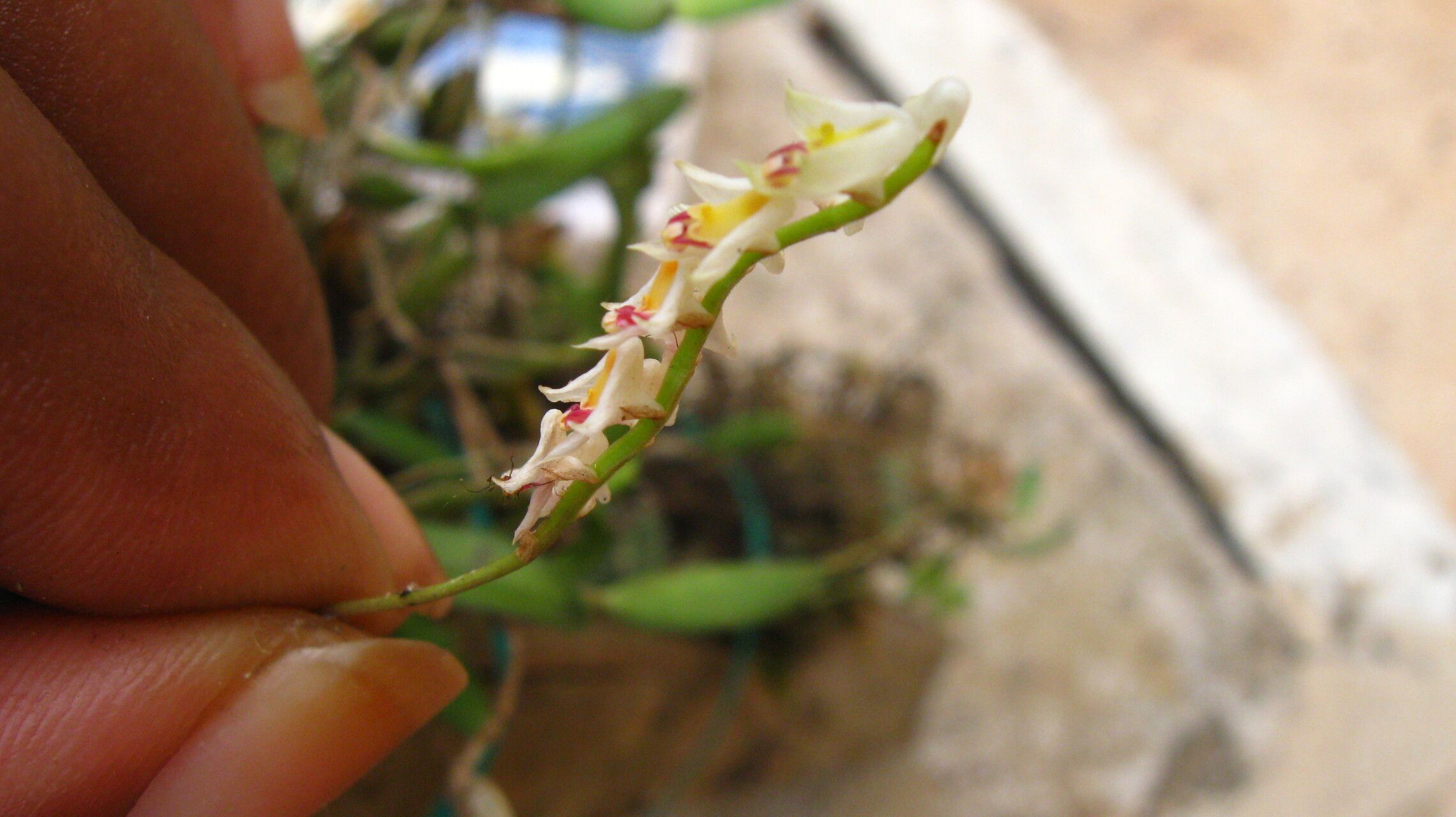 Bulbophyllum platybulbum — houseplant care guide