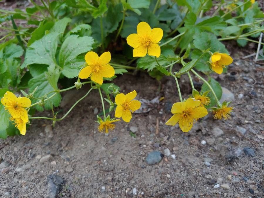 Waldsteinia fragarioides flower