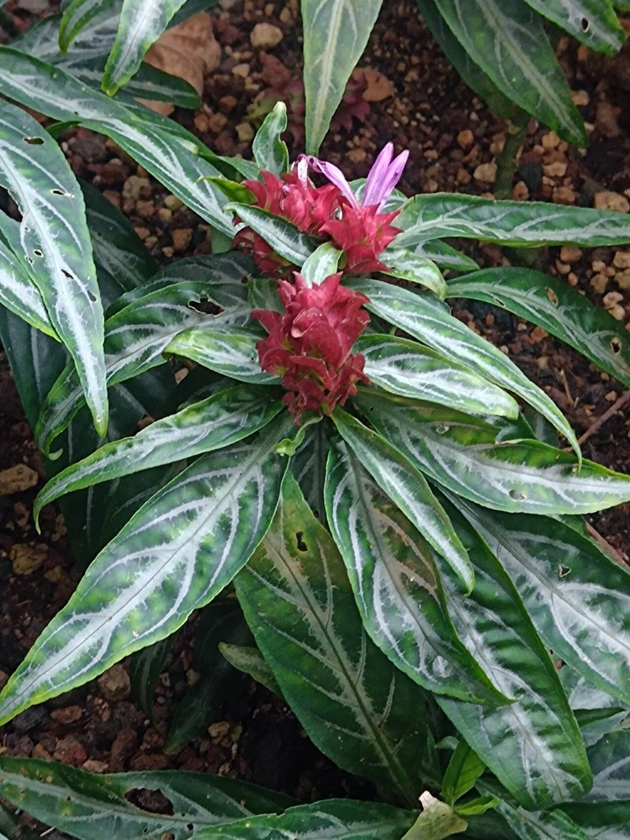 Justicia lanceolata habit