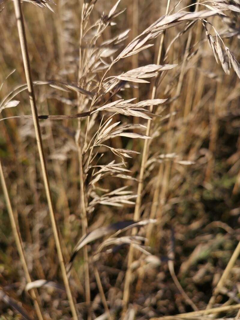 Bromus inermis fruit