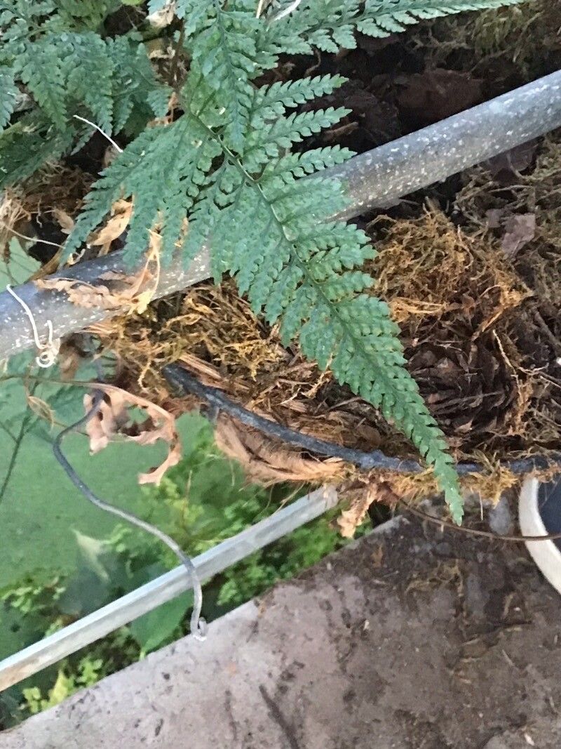 Davallia bullata leaf