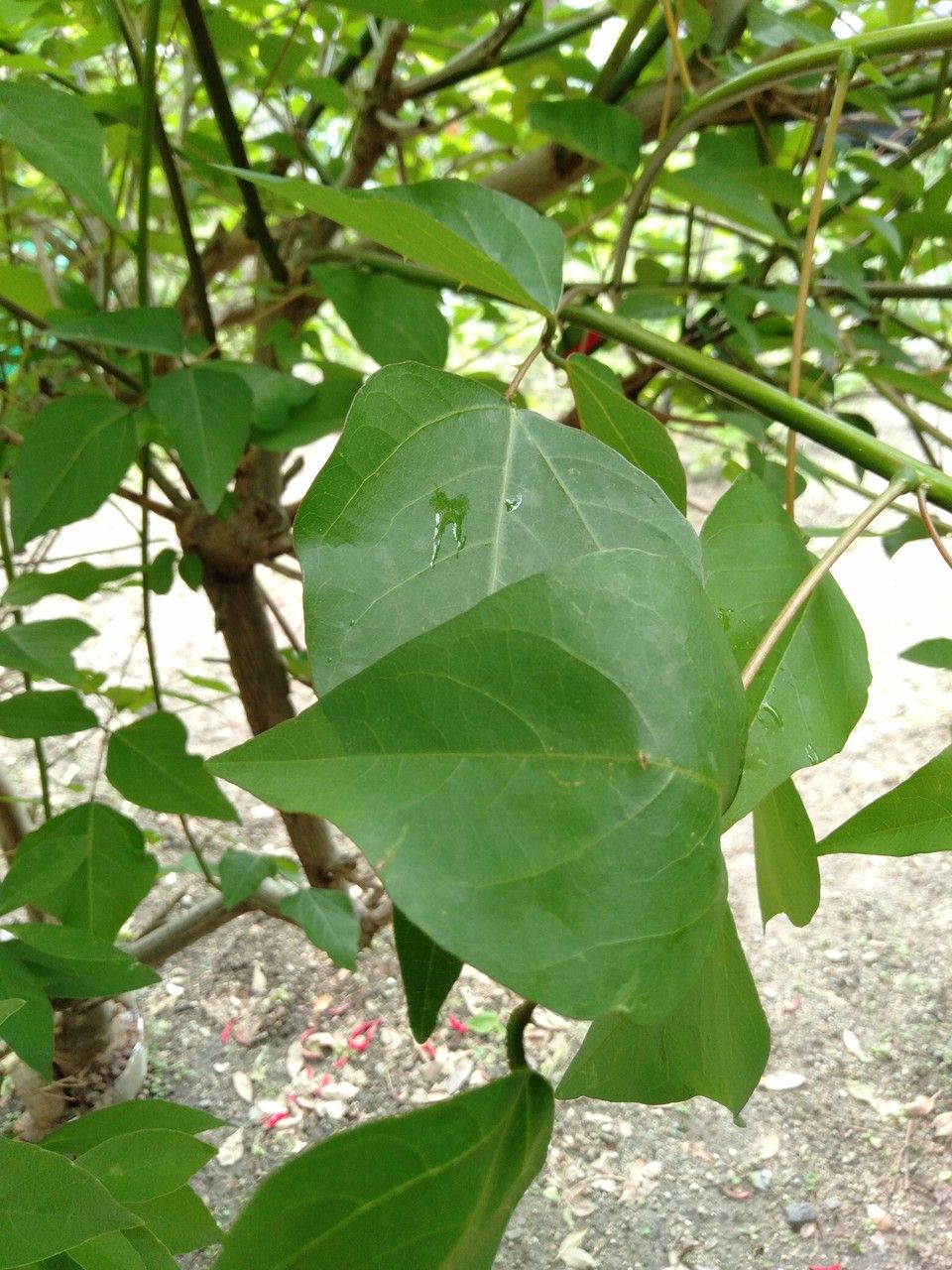 Erythrina bidwillii leaf