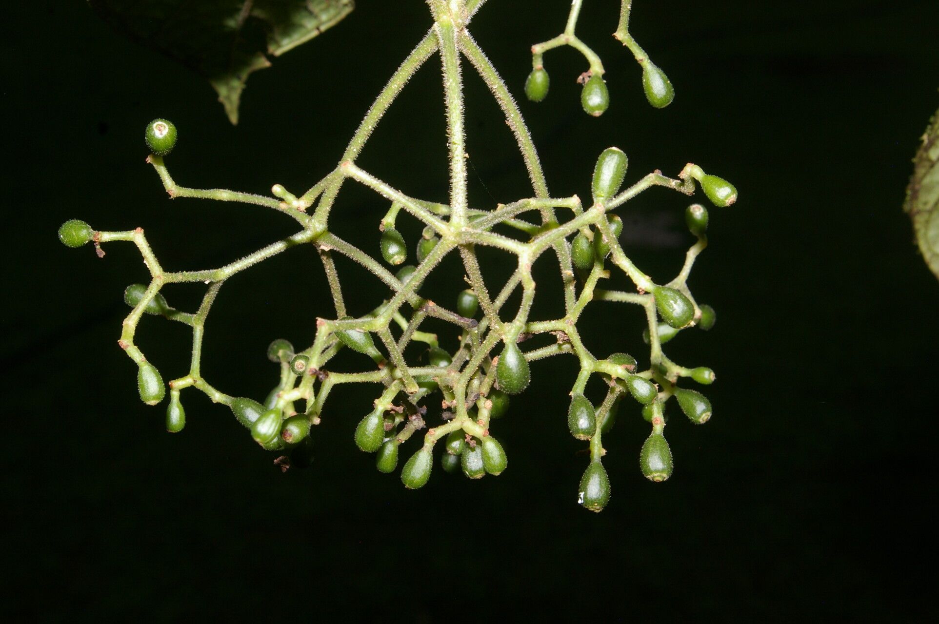 Psychotria neillii fruit