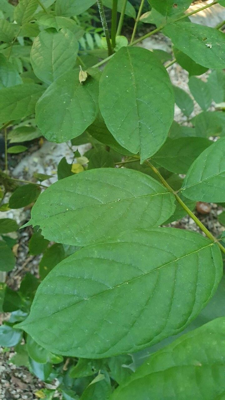 Markhamia zanzibarica — search result for 'Kenya'