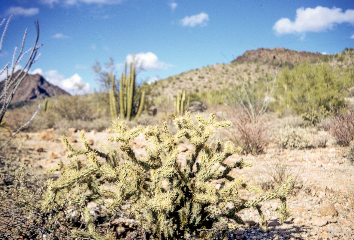 Cylindropuntia acanthocarpa bark
