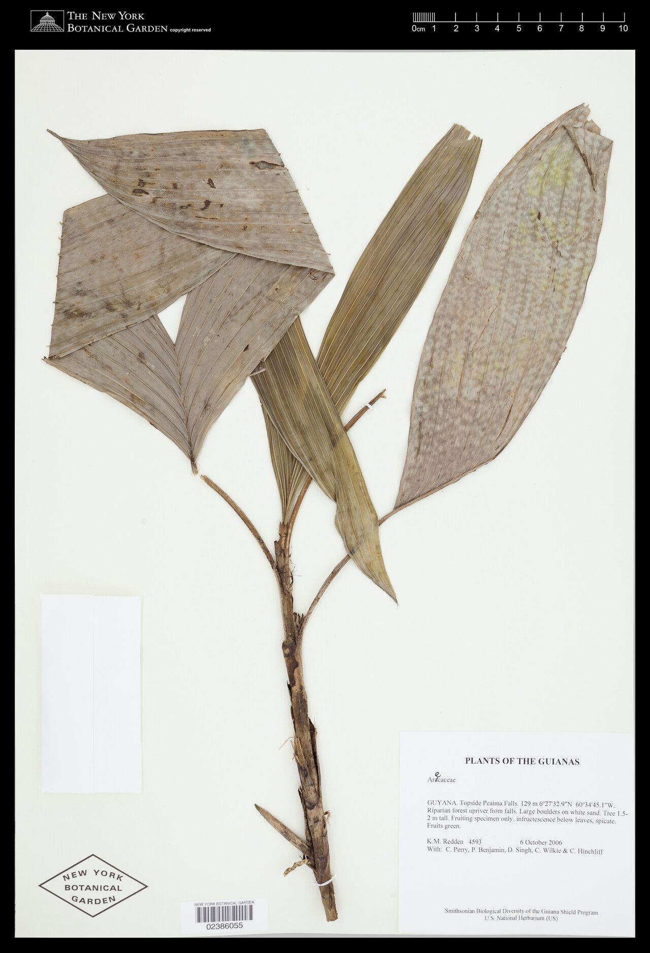 Bactris simplicifrons — houseplant care guide