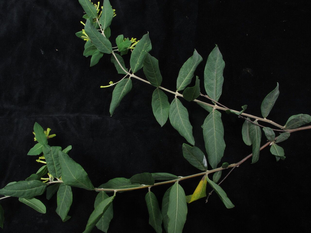 Wikstroemia canescens habit