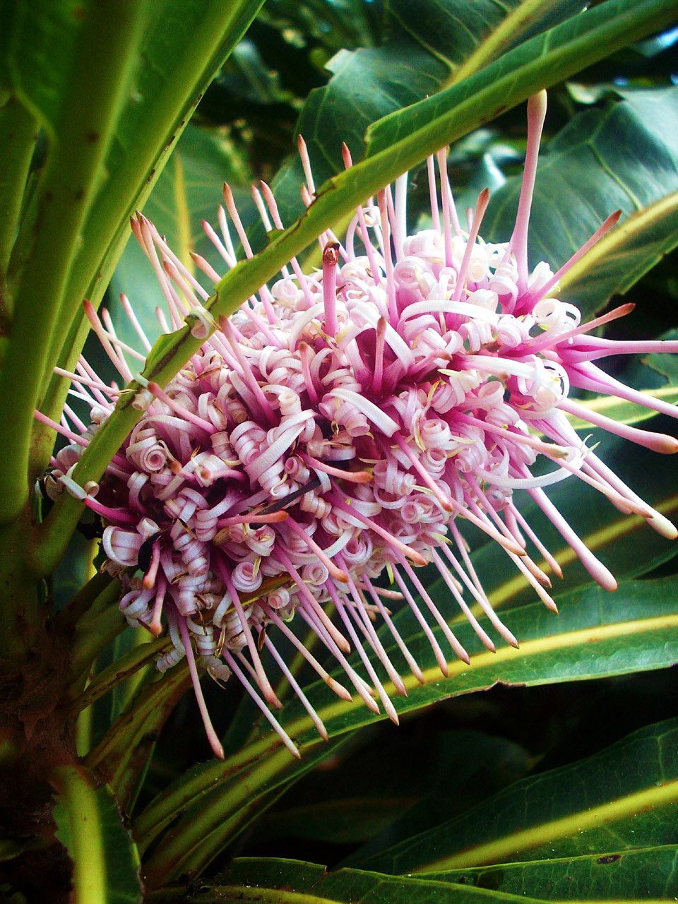 Virotia angustifolia fruit