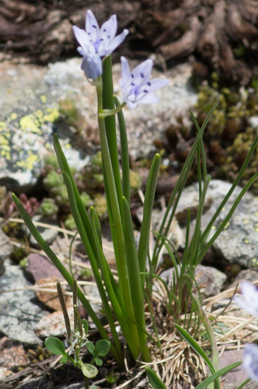 Tractema umbellata habit