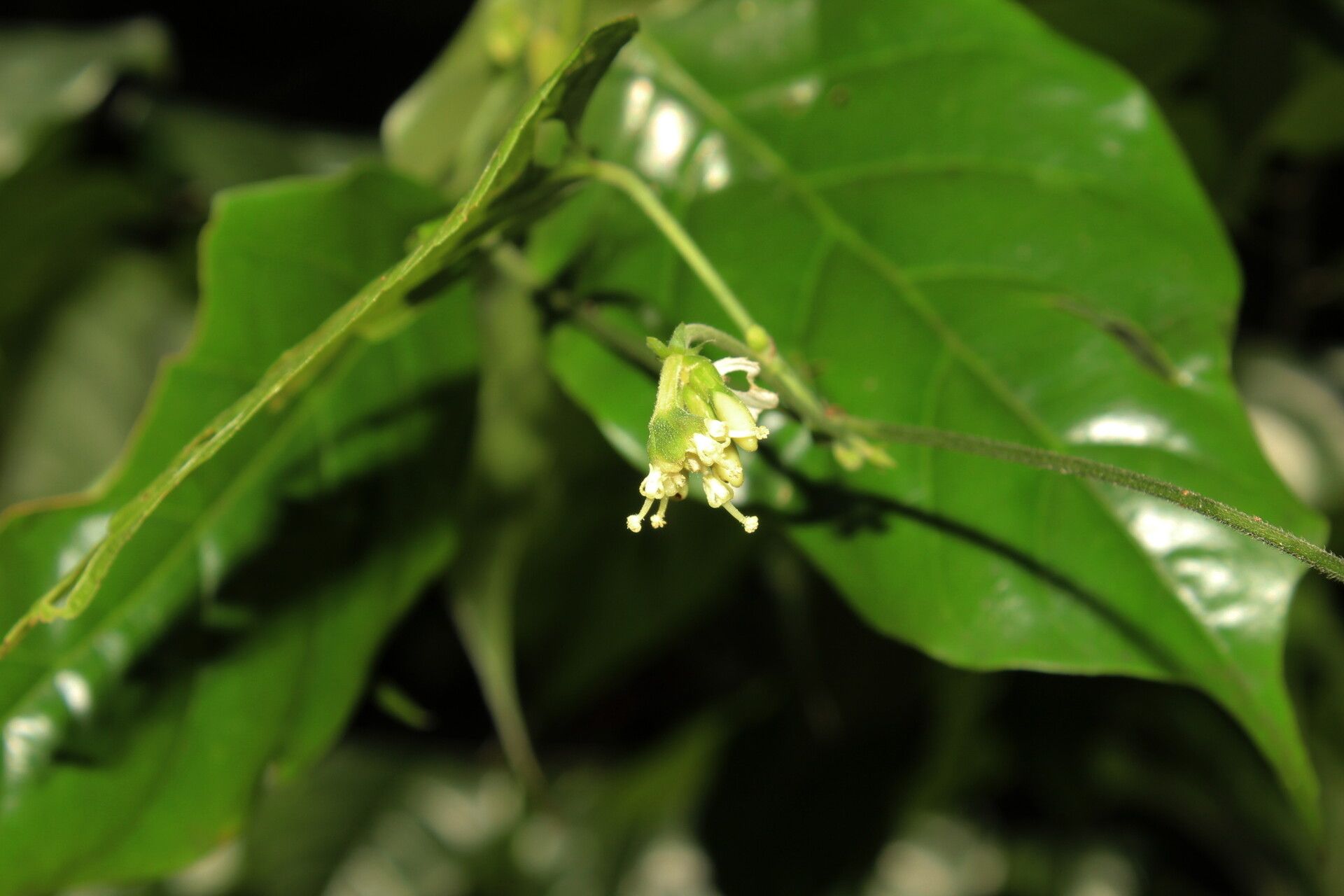 Dalechampia heterobractea flower