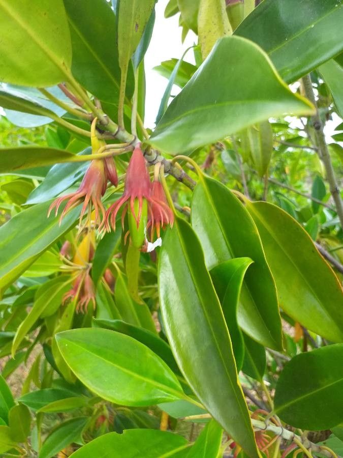 Bruguiera gymnorhiza flower