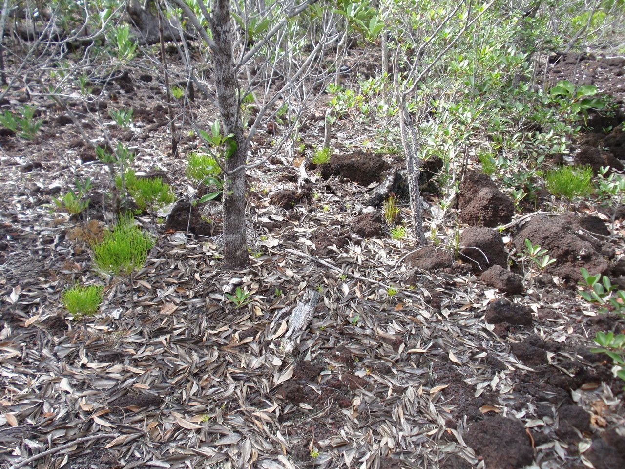 Gymnostoma chamaecyparis habit