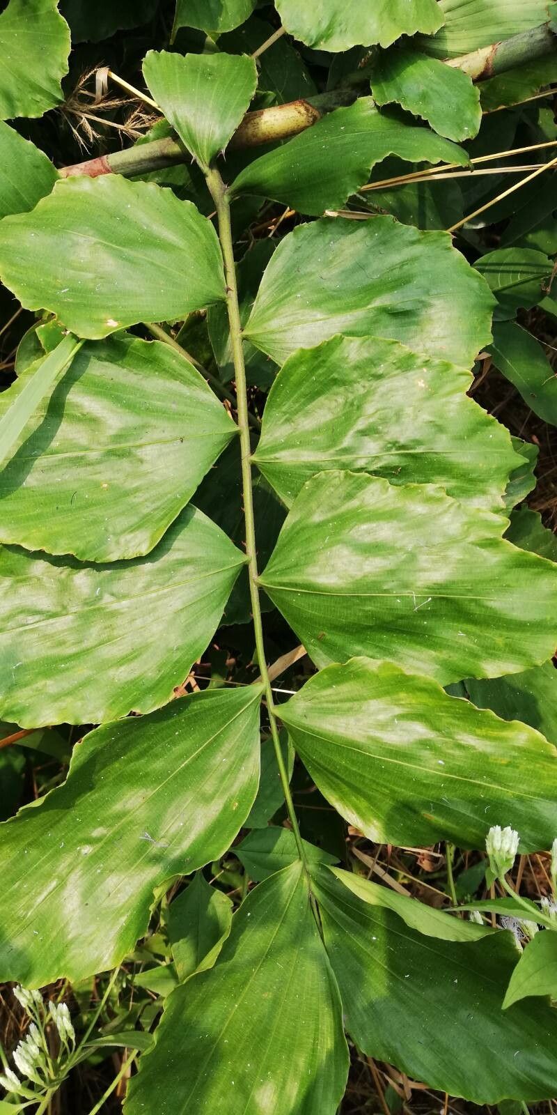 Eremospatha hookeri leaf