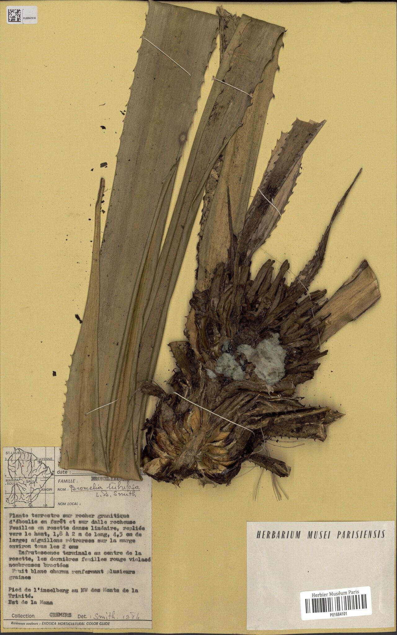 Bromelia tubulosa — houseplant care guide