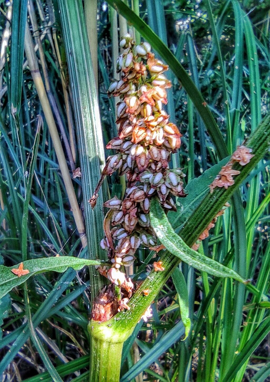Rumex hydrolapathum flower
