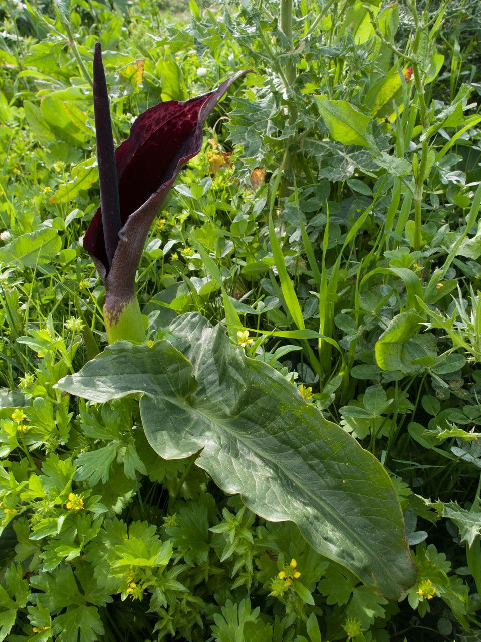 Arum dioscoridis