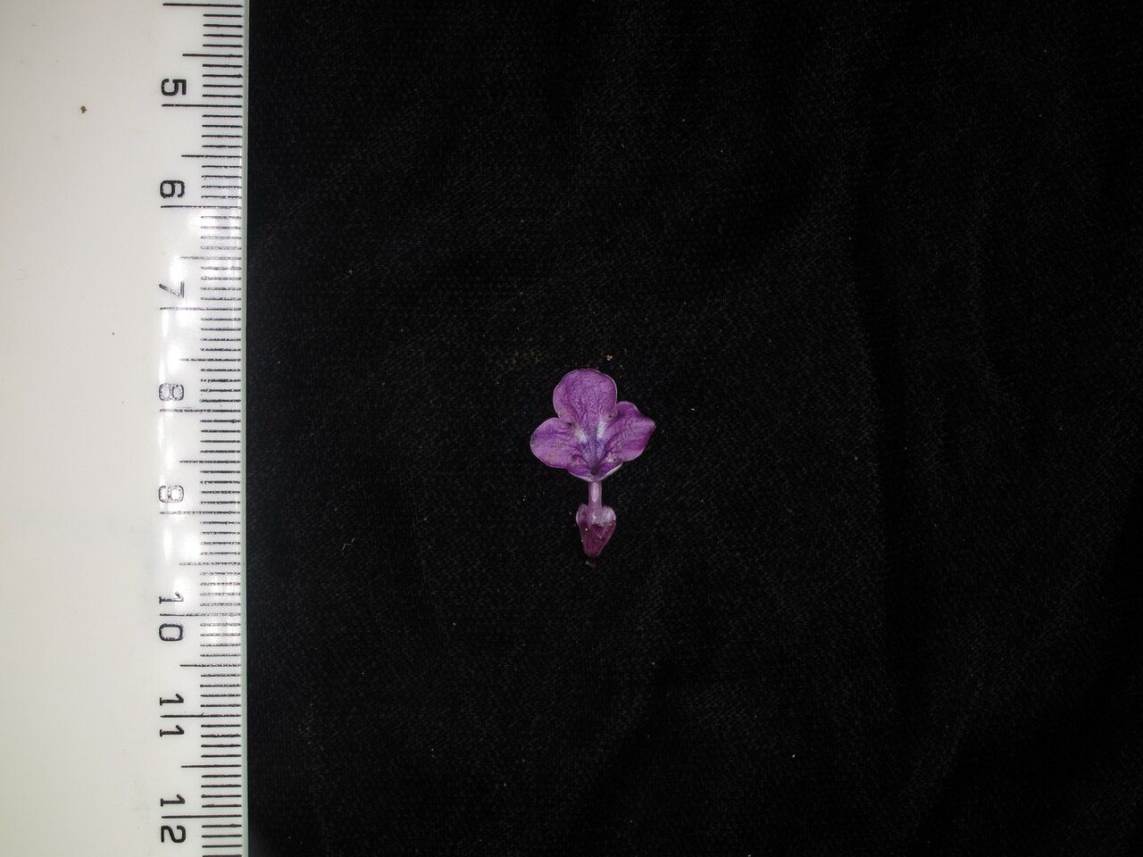 Didymocarpus primulifolius other