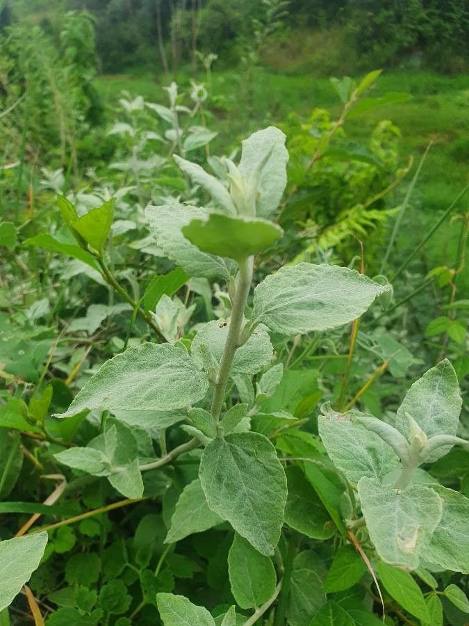 Helichrysum schimperi leaf