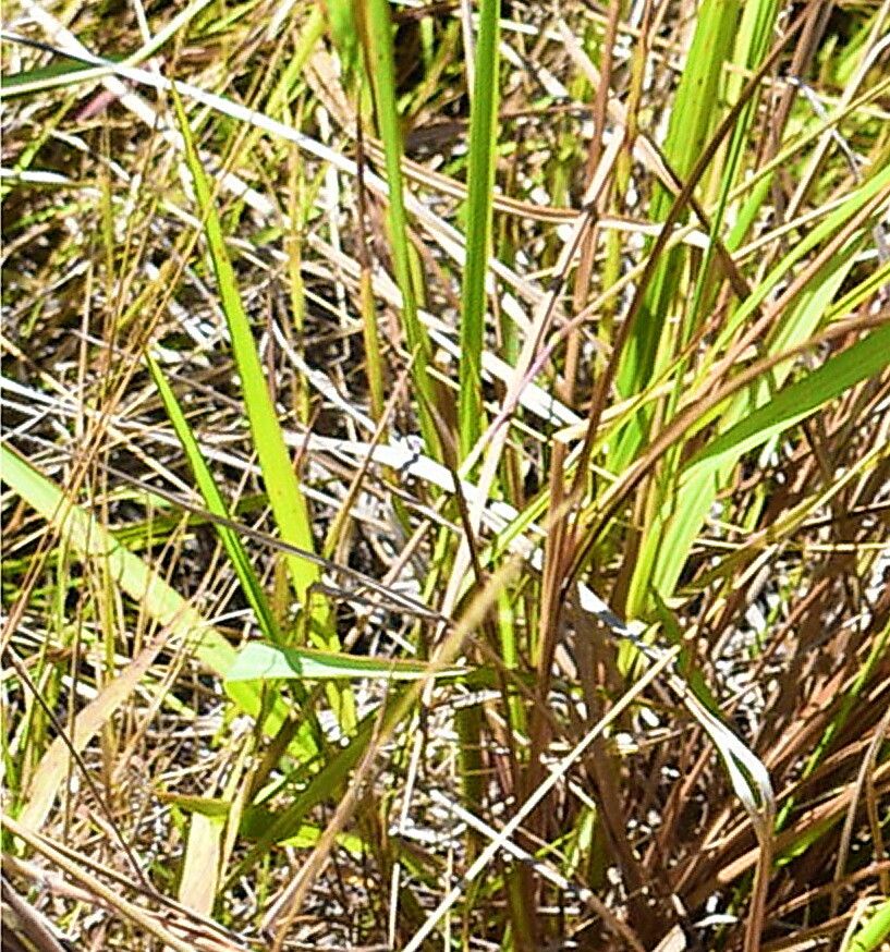 Axonopus paschalis — houseplant care guide