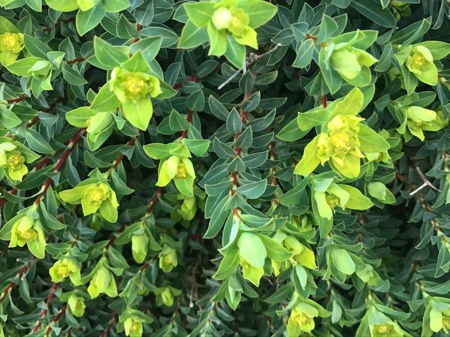 Euphorbia melitensis leaf