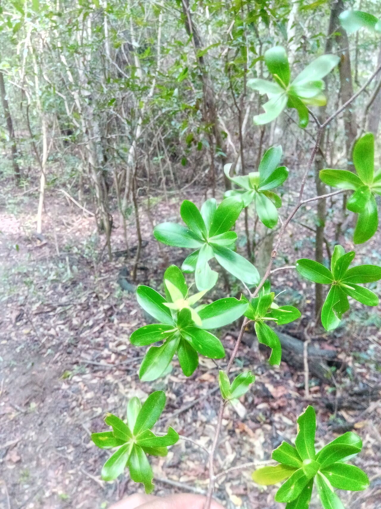 Foetidia dracaenoides leaf