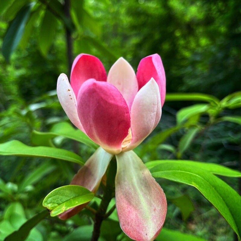 Magnolia insignis flower