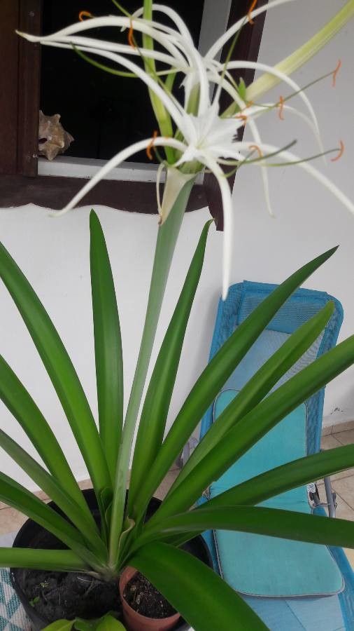 Hymenocallis fragrans — related species from the same genus