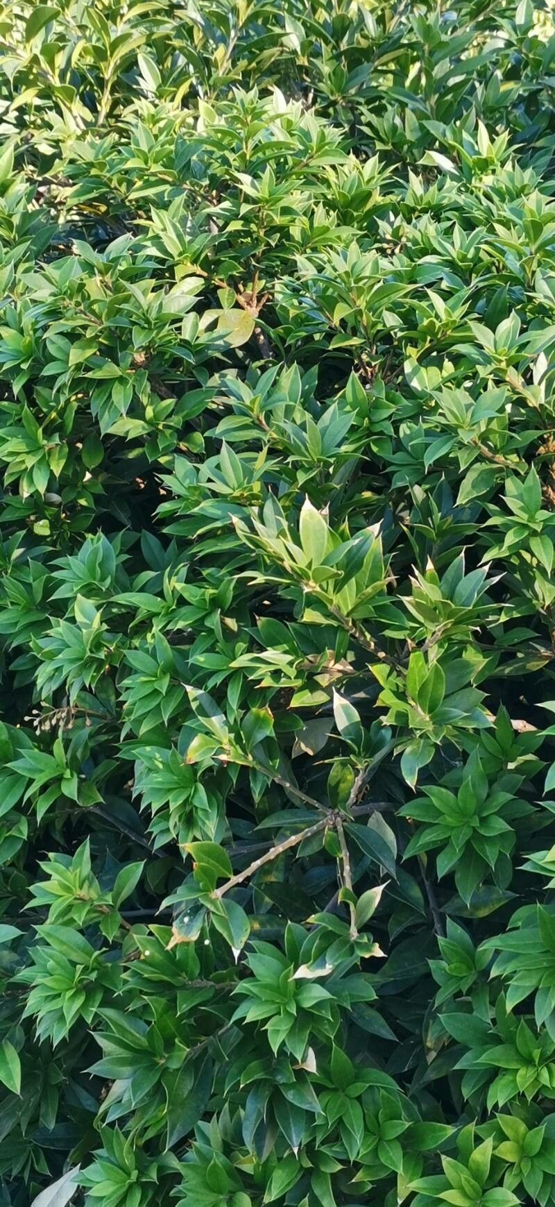 Jacquinia berteroi habit