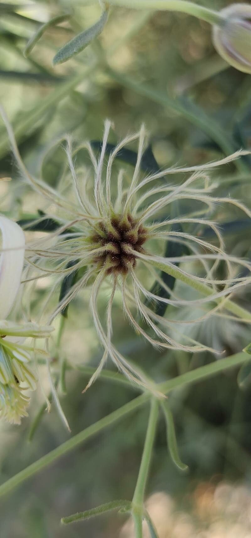 Clematis ispahanica fruit