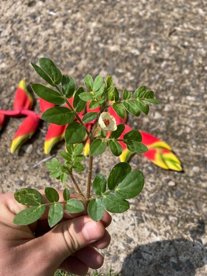 Kallstroemia maxima — related species from the same genus