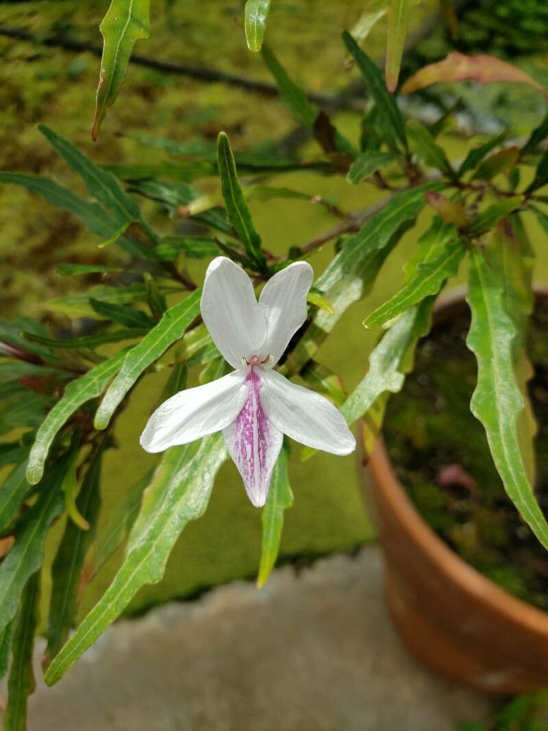 Pseuderanthemum longifolium flower