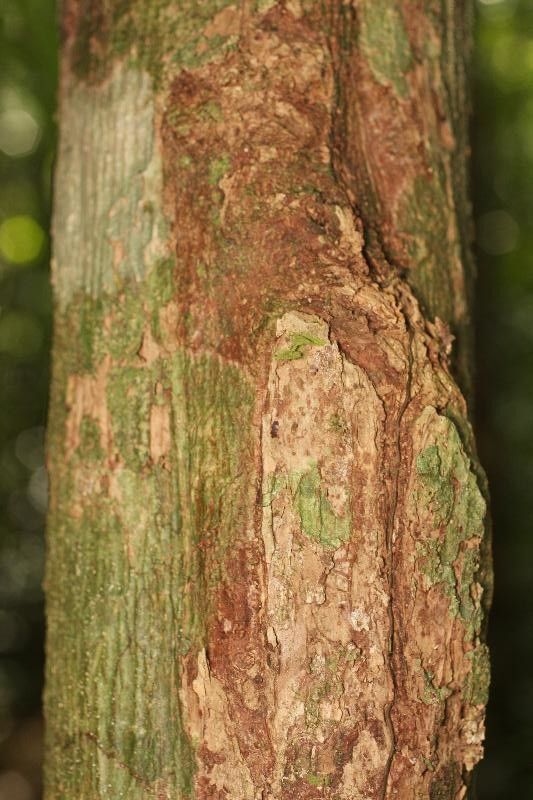 Eschweilera decolorans — houseplant care guide