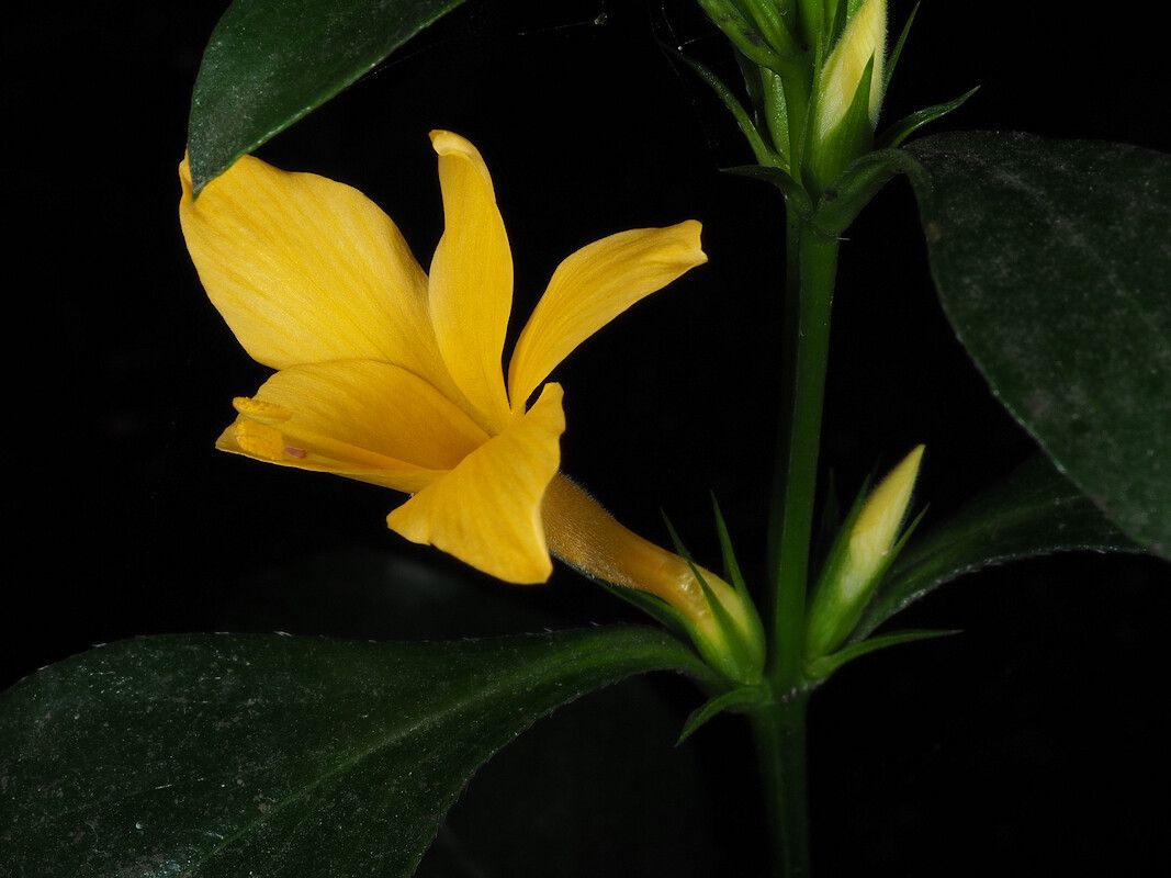 Barleria prionitis flower