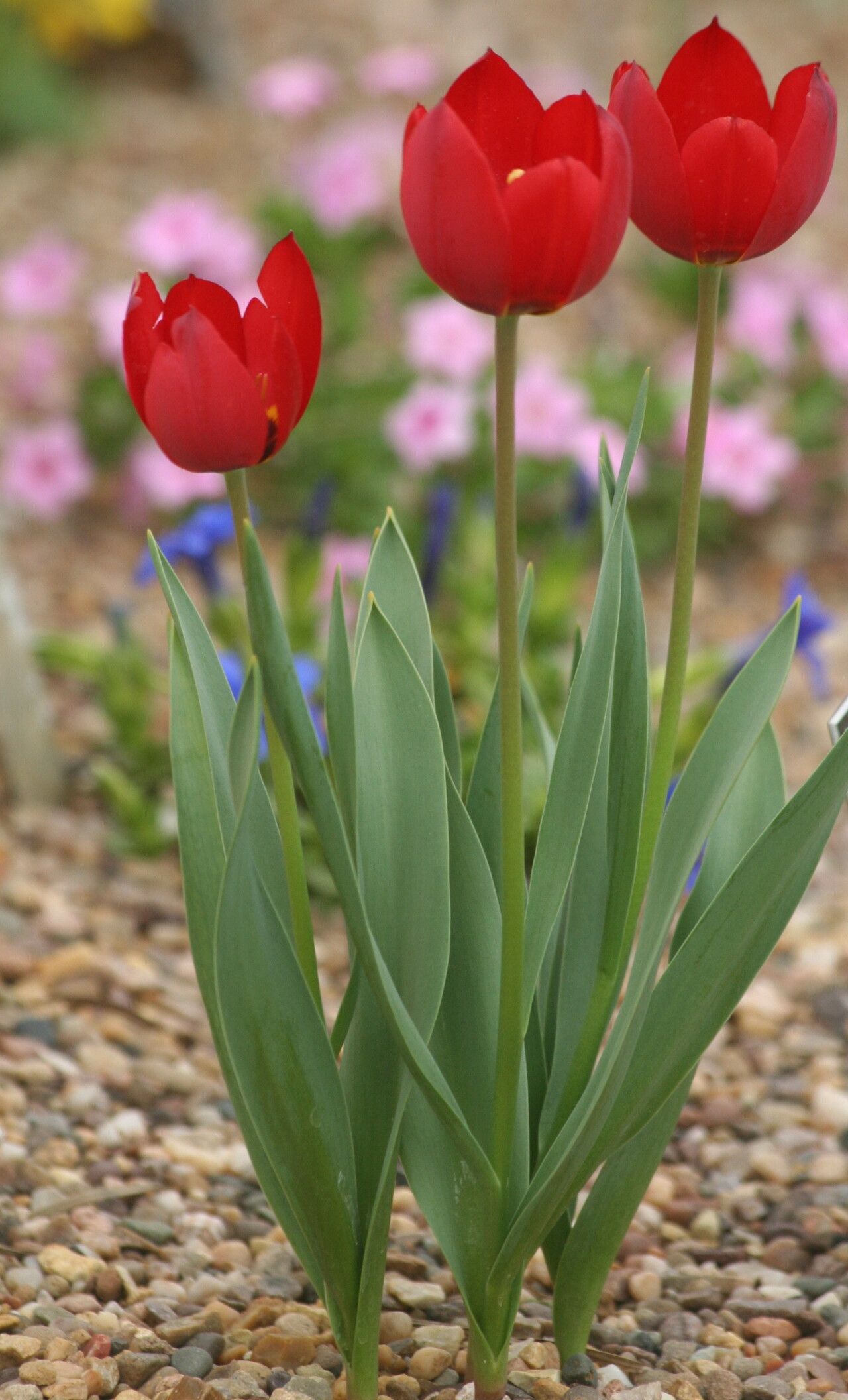 Tulipa julia — search result for 'Tulipa'