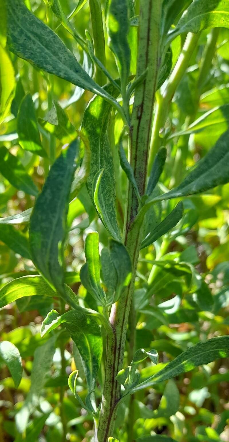 Senecio subumbellatus — houseplant care guide