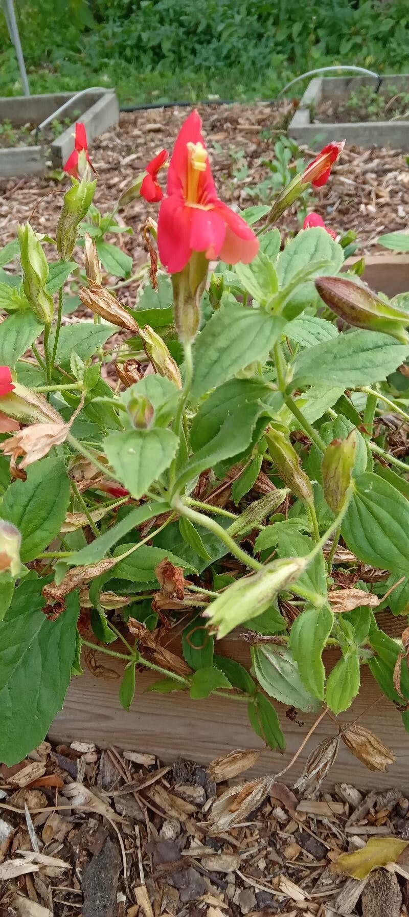 Mimulus cardinalis habit