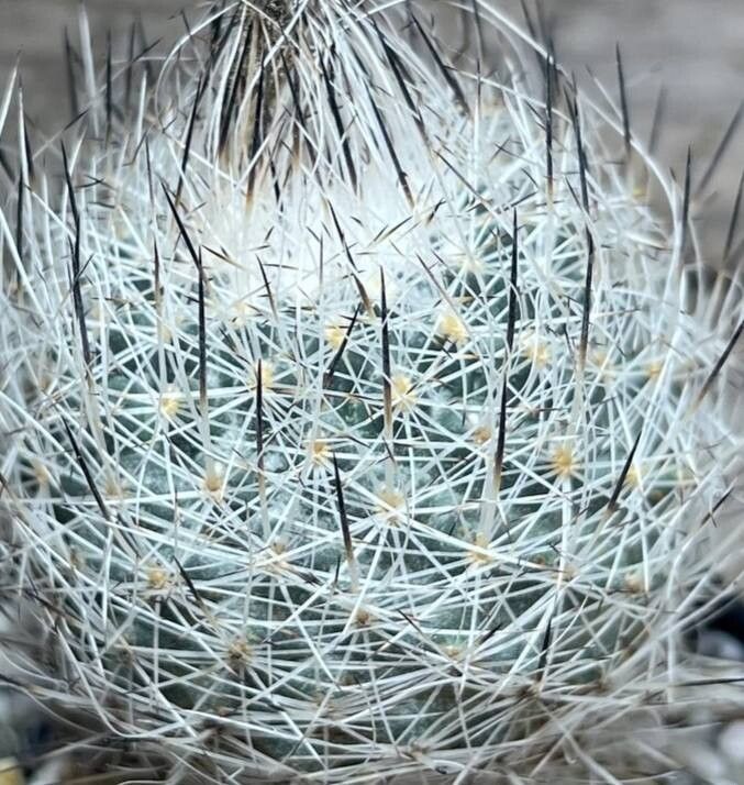 Rapicactus beguinii habit