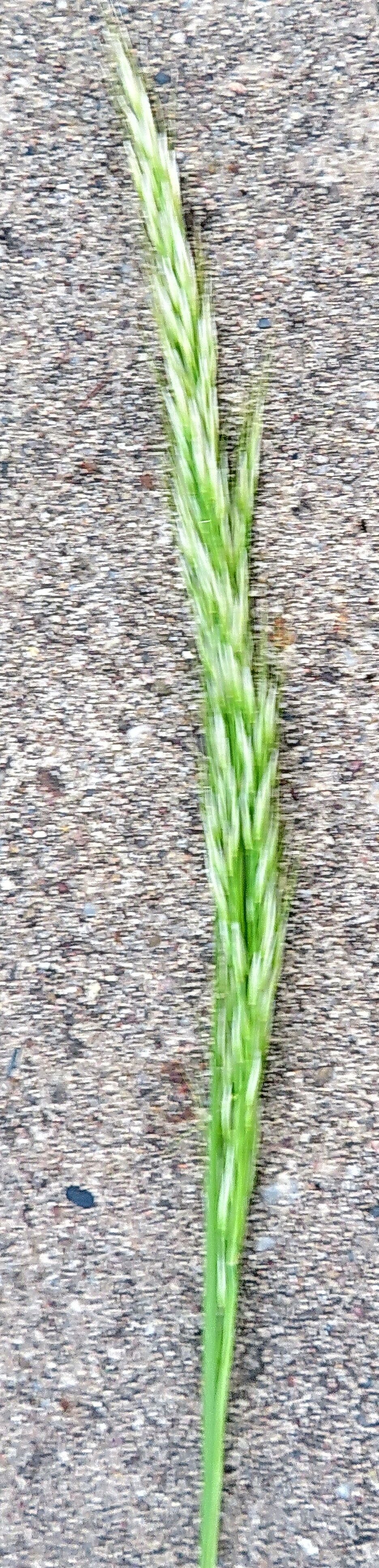 Apera interrupta flower