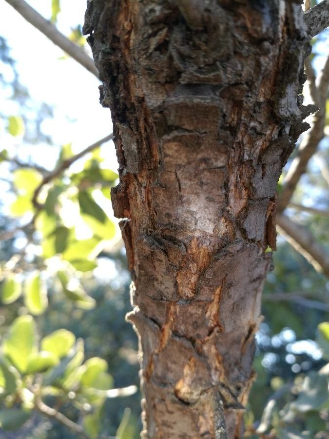 Quercus engelmannii bark