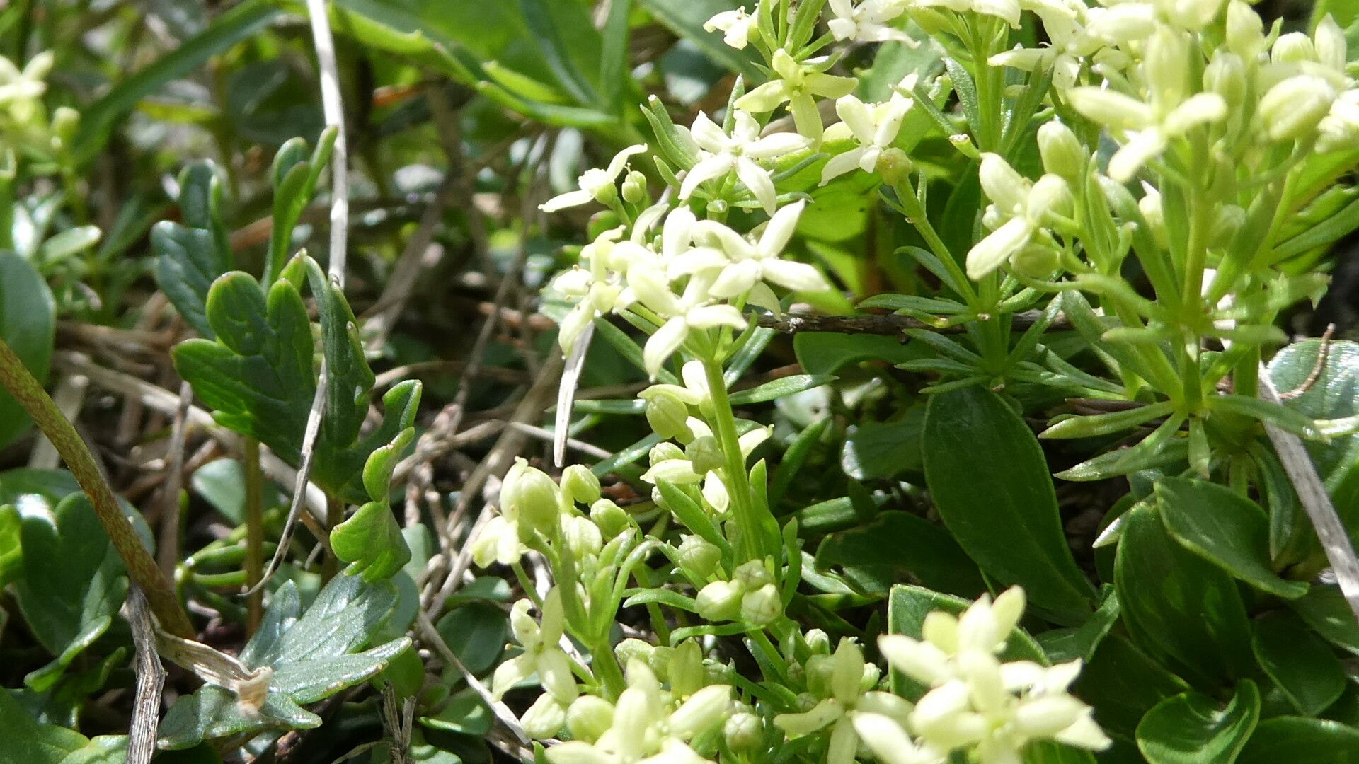 Galium noricum flower