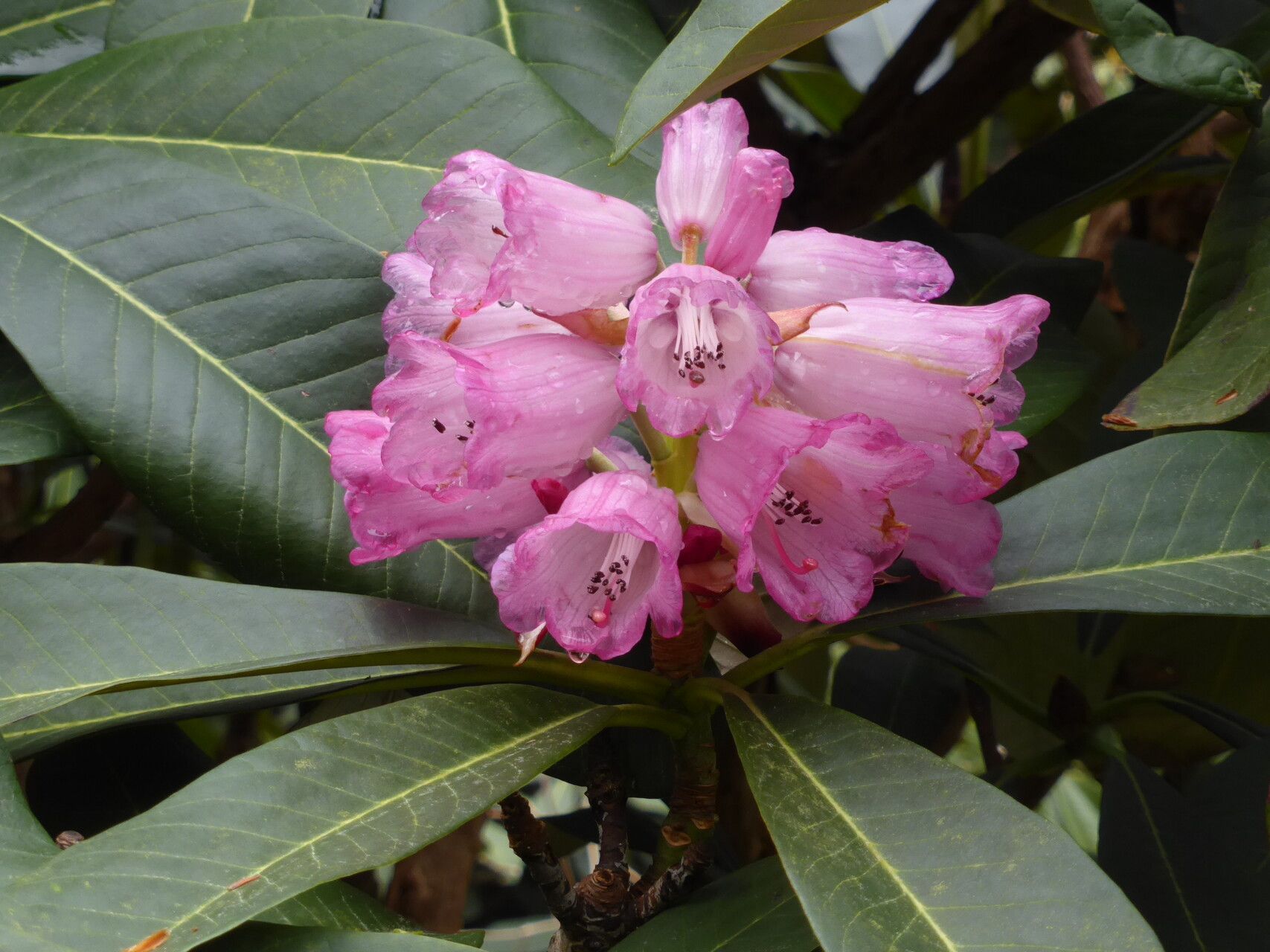 Rhododendron magnificum flower