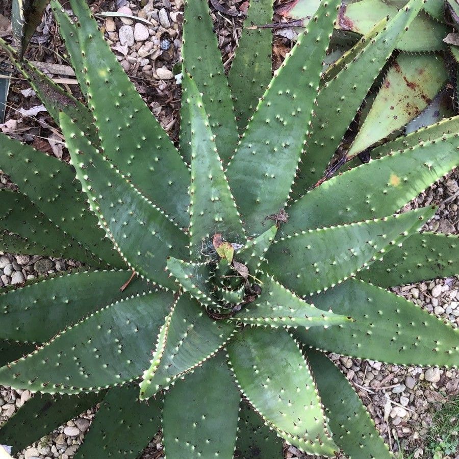 Aloe ferox leaf