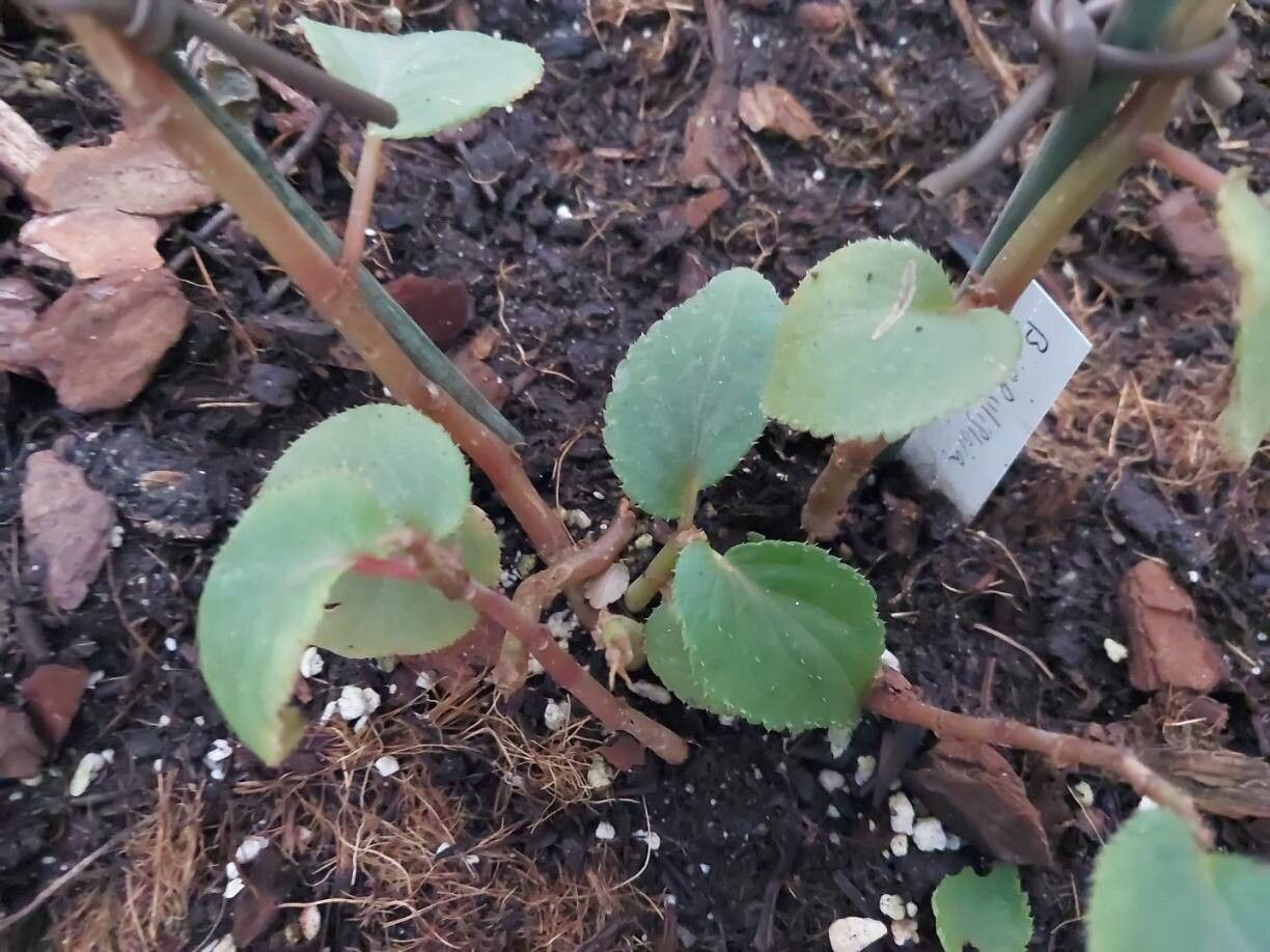 Begonia opuliflora — houseplant care guide