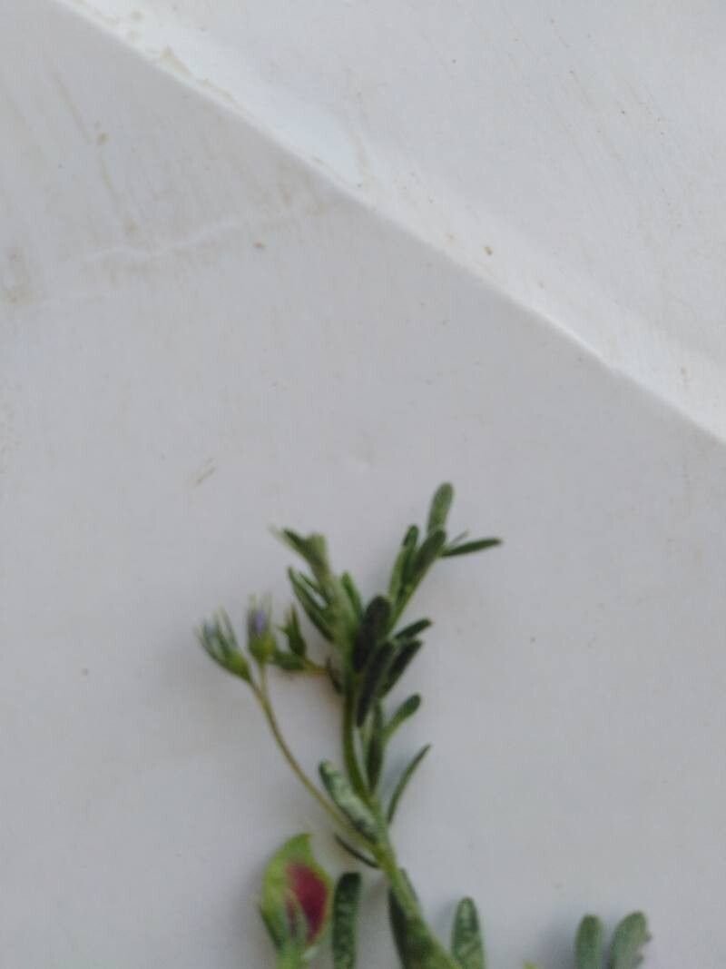 Vicia lentoides leaf