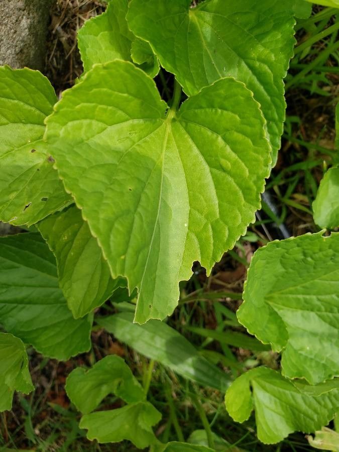 Viola Striata — search result for 'Viola'