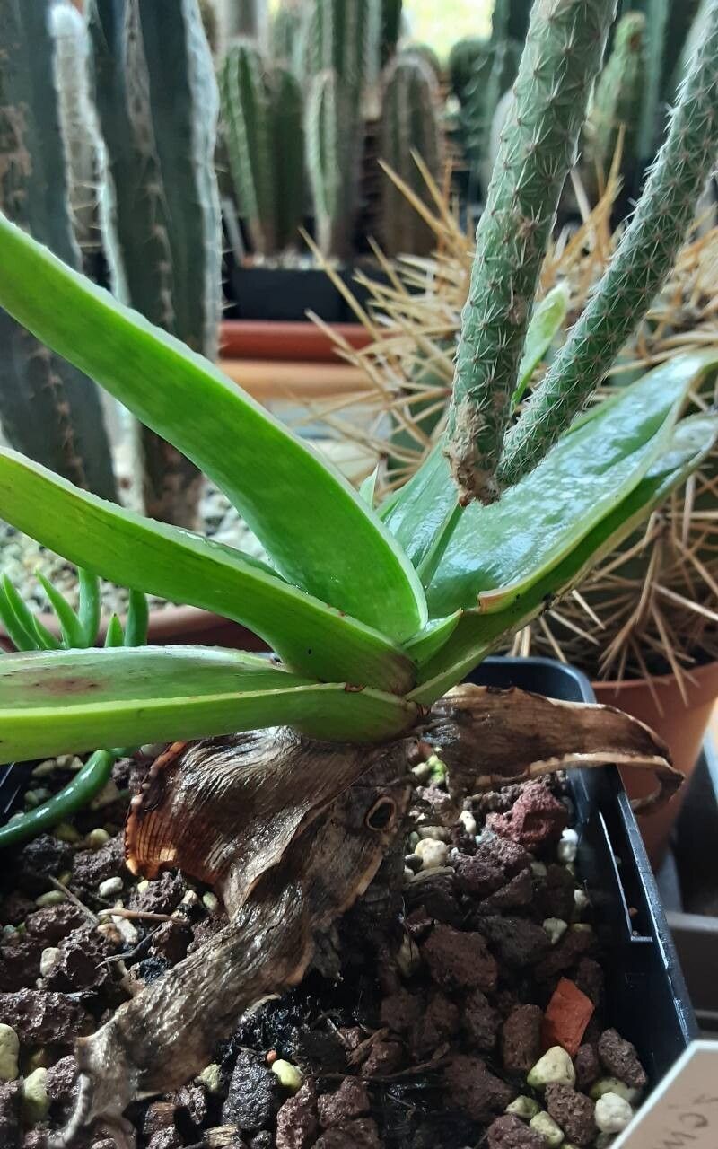 Aloe manandonae habit